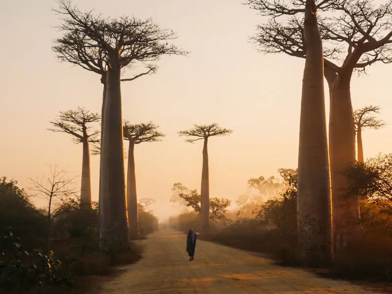 Baobab Alley Adventure gallery
