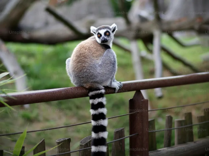 Lemur Island Discovery