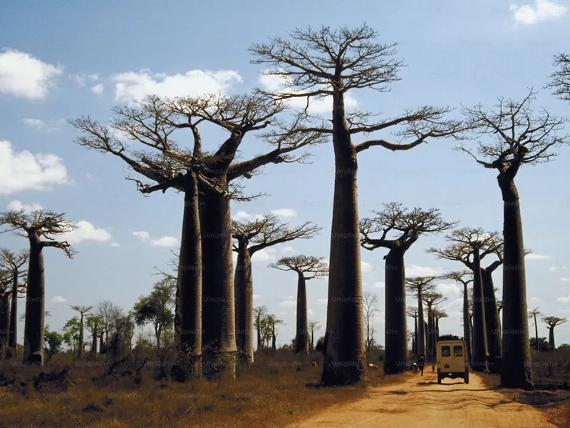 Baobab Alley Adventure
