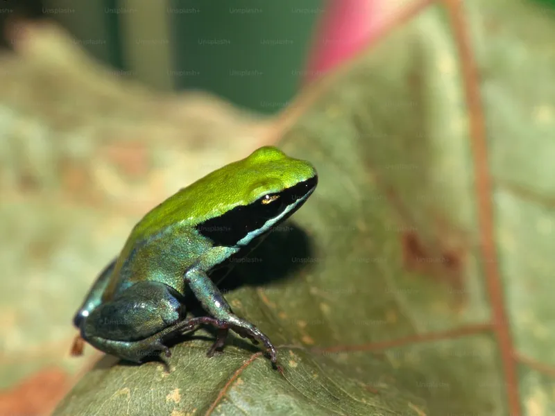 Rainforest Symphony – Andasibe gallery