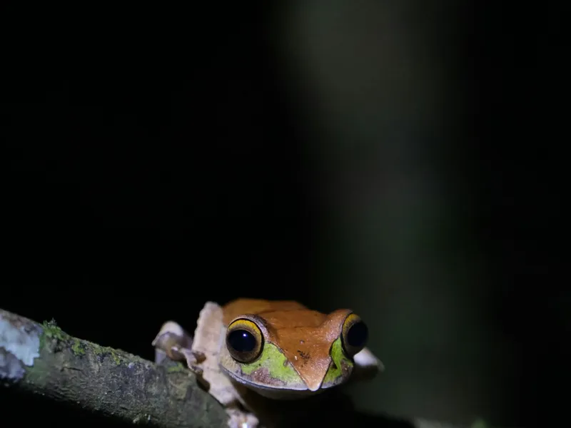 Rainforest Symphony – Andasibe