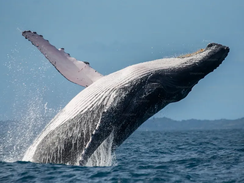 Whale Watching – Île Sainte-Marie